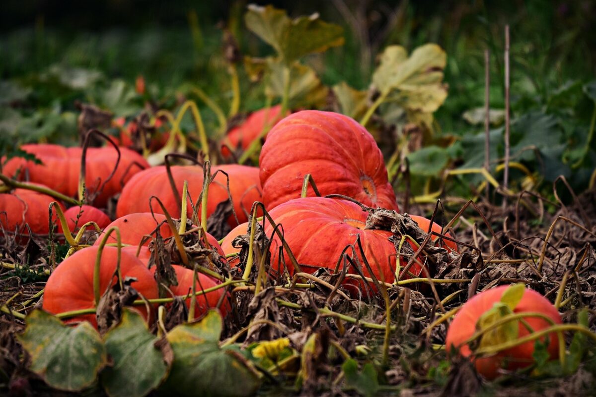 Zucca, Orto Zucca, Orto