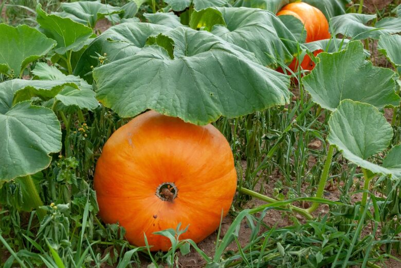 Zucca, Orto