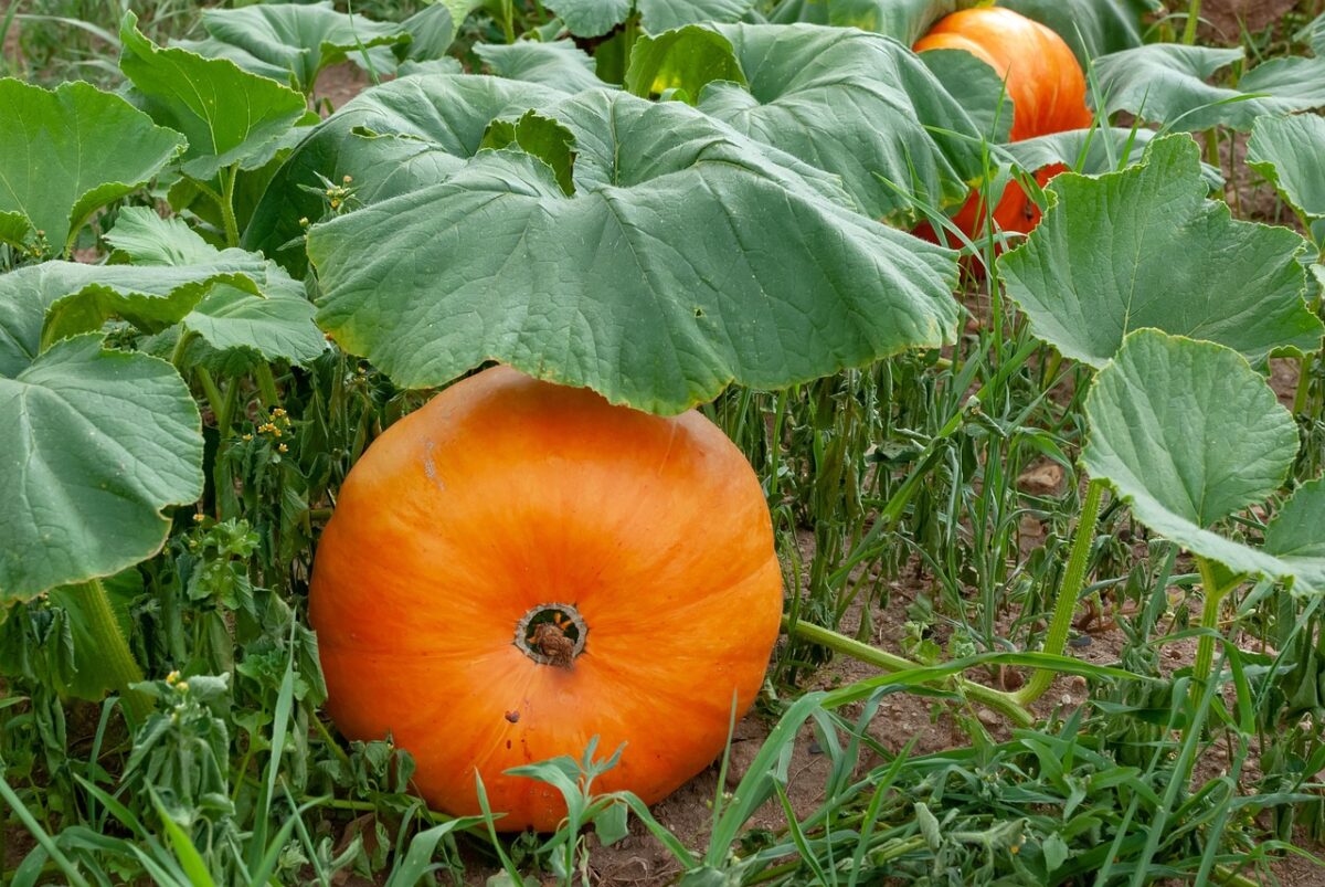 Zucca, Orto Zucca, Orto