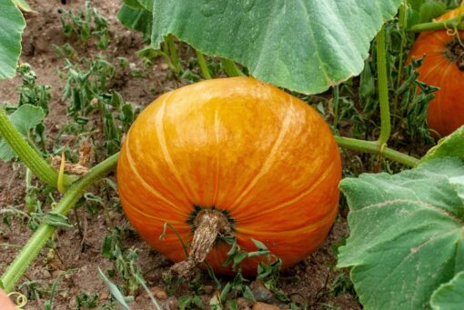 Le zucche sembrano sane, ma guarda meglio le foglie: potresti trovare questi parassiti