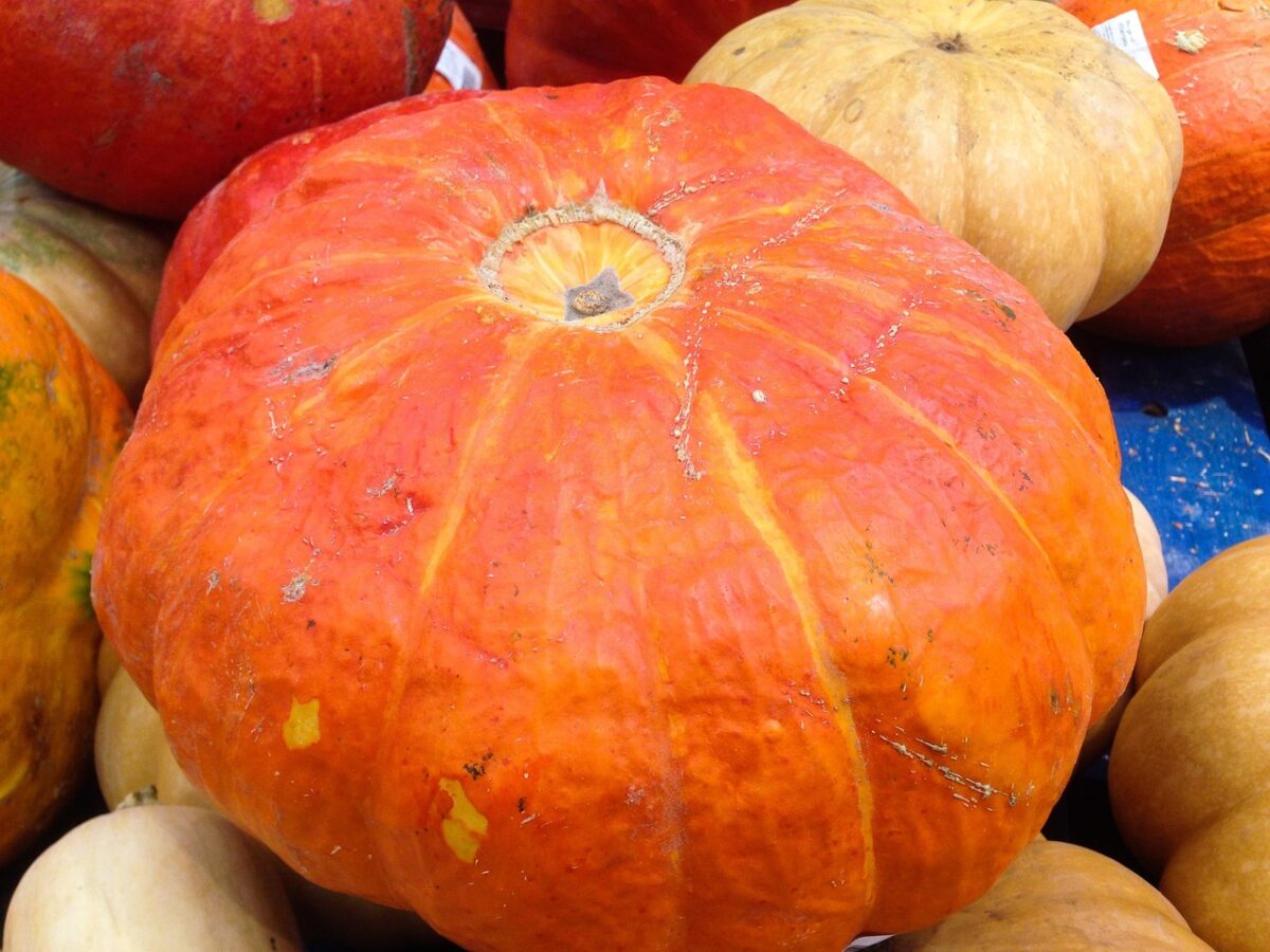 Zucca, Orto Zucca, Orto