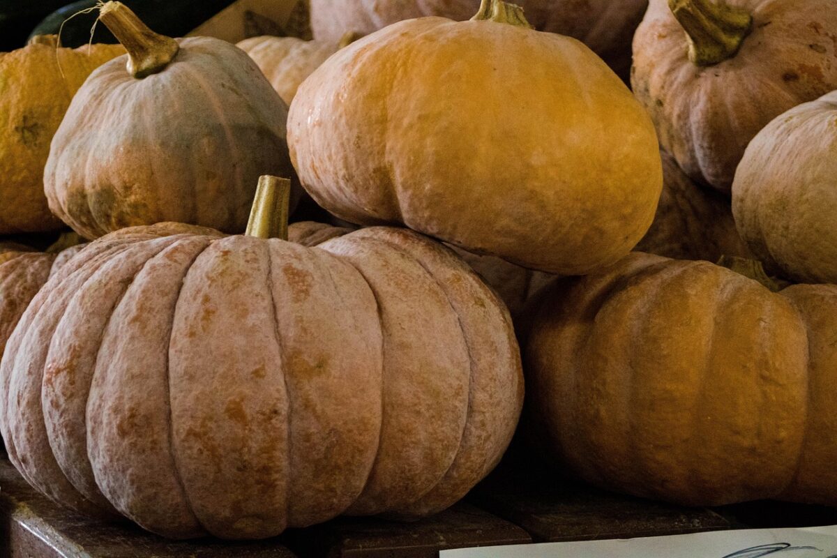Zucca, Orto Zucca, Orto