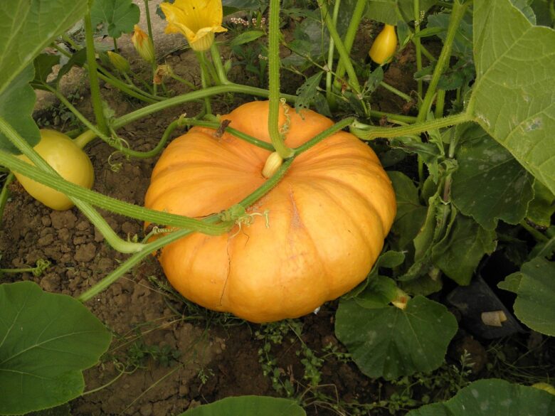 Zucca, Orto