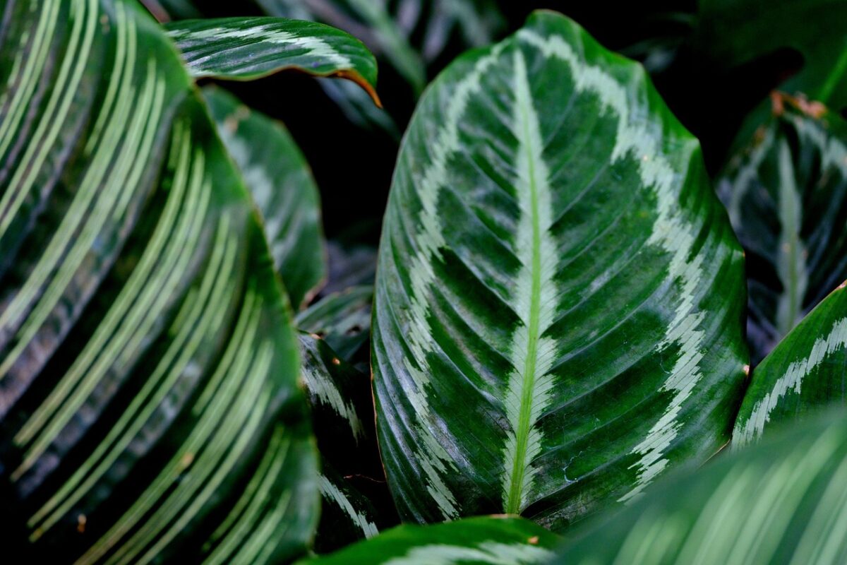 Calathea Calathea