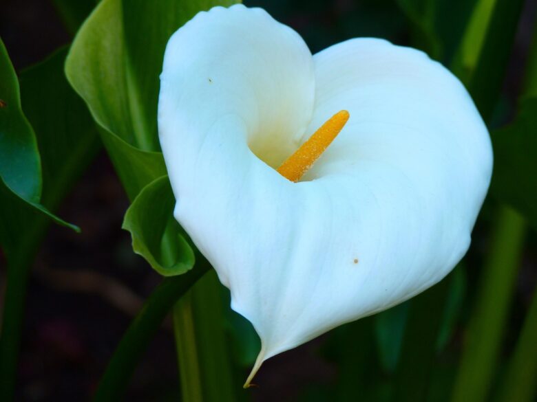 Calla, Zantedeschia