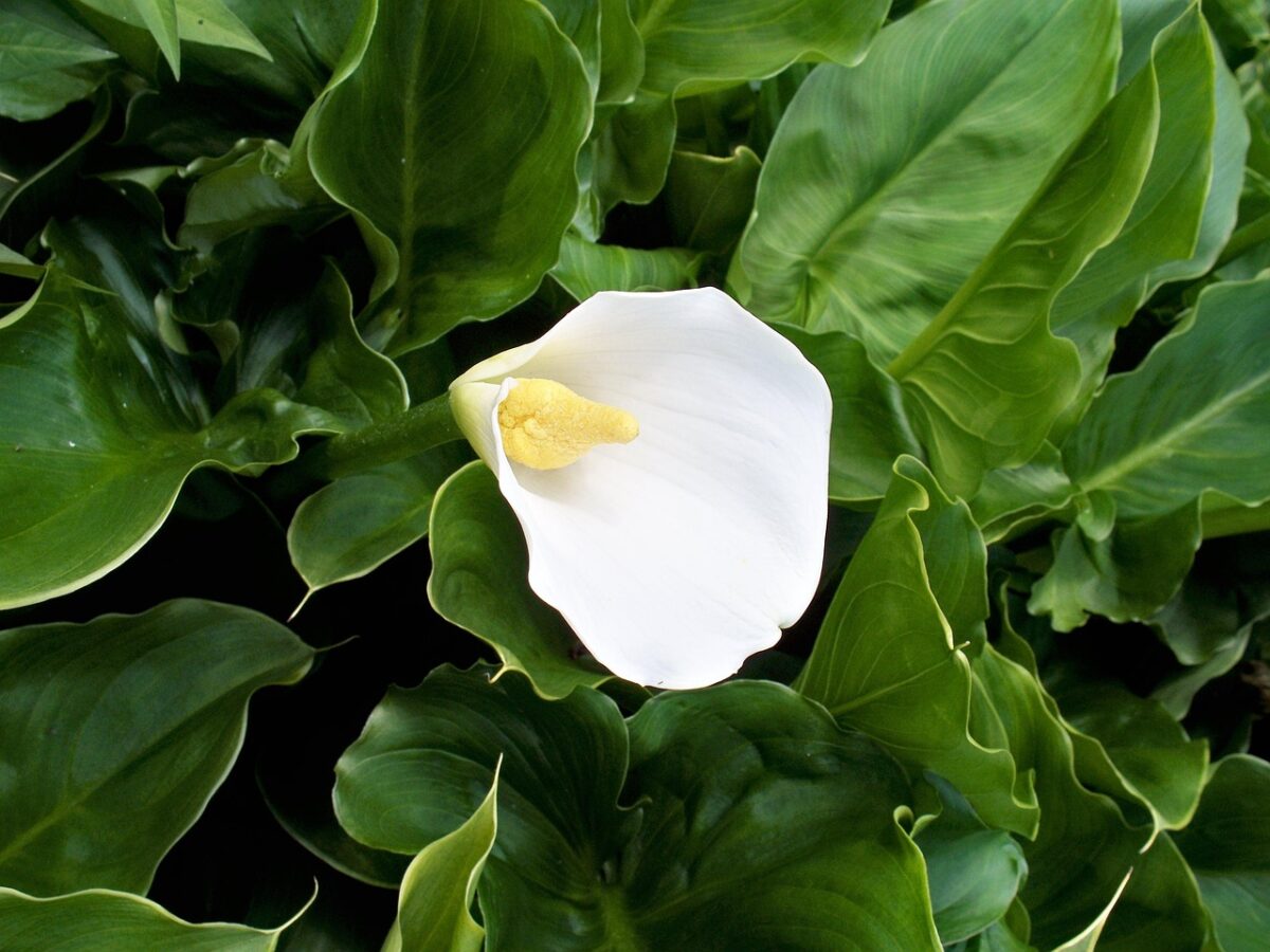 Calla, Zantedeschia