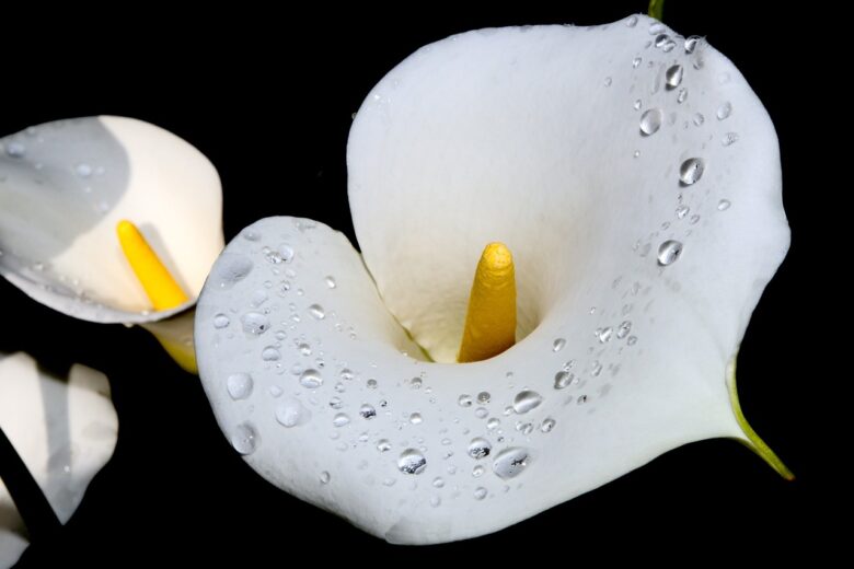 Calla, Zantedeschia