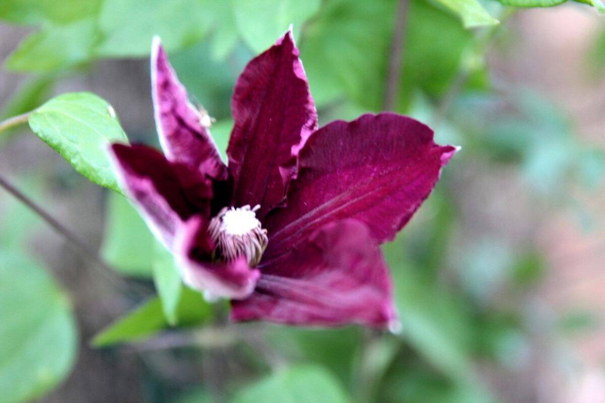 clematis- fiori-autunno clematis- fiori-autunno