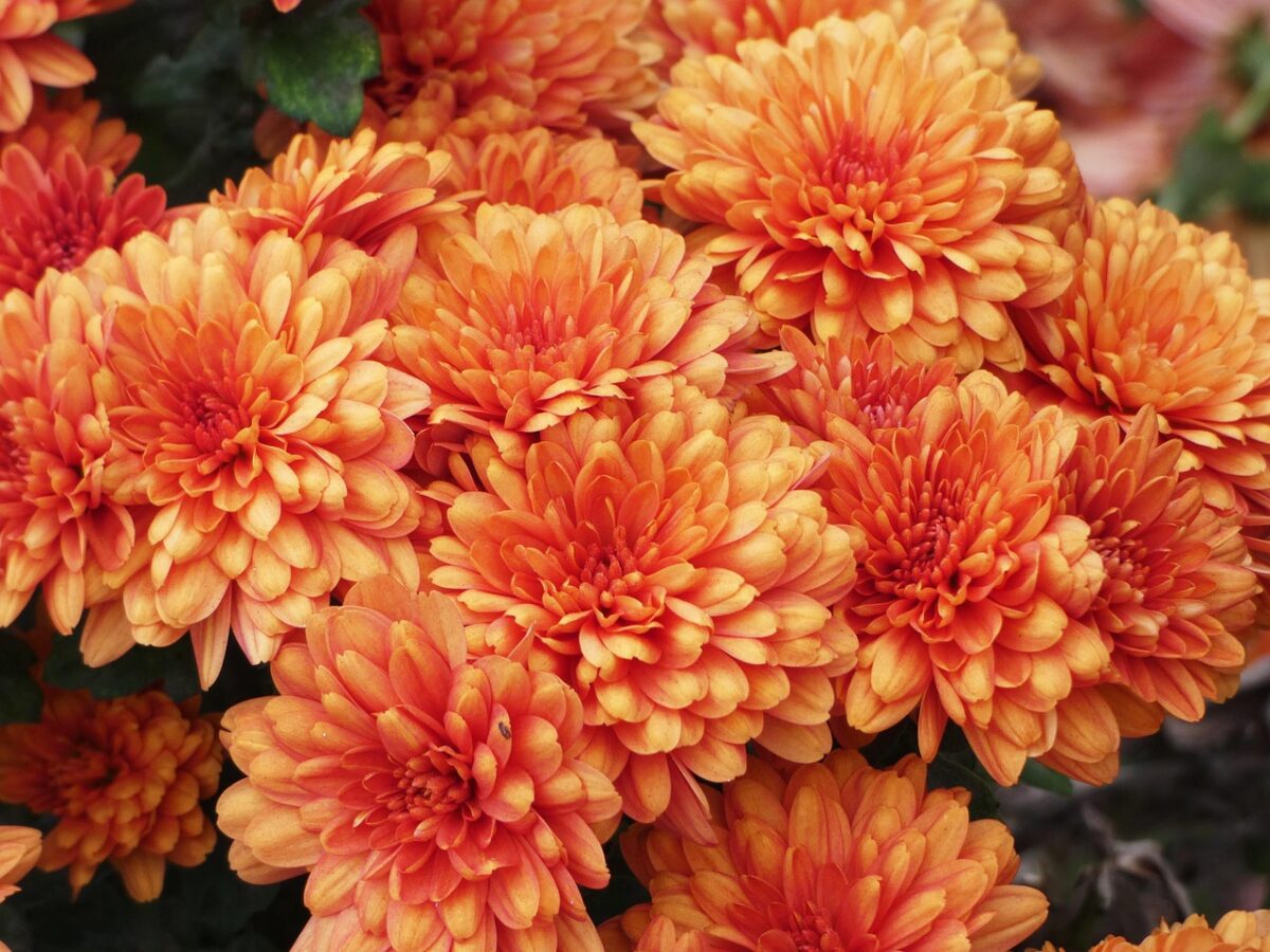 FIORI FIORI