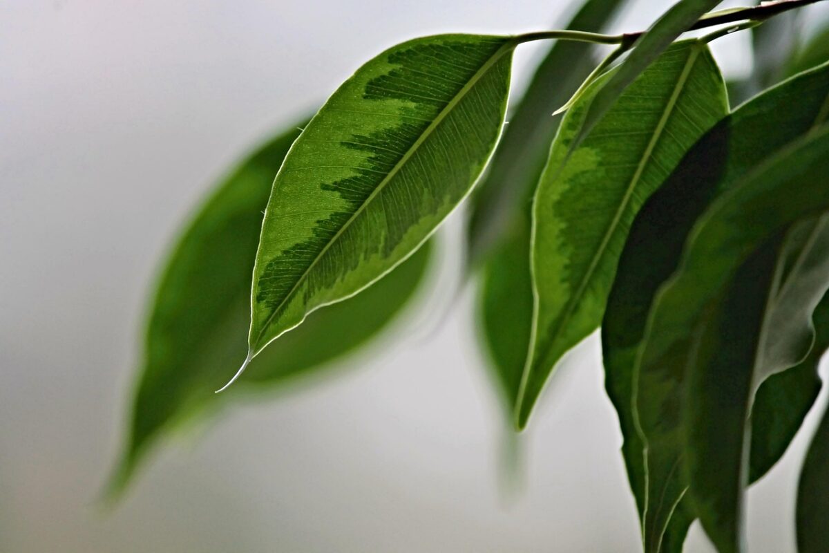 Ficus benjamin Ficus benjamin