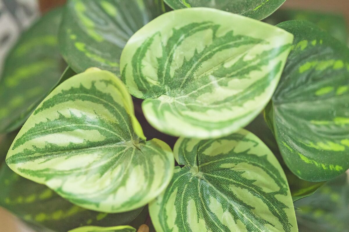 Maranta Maranta