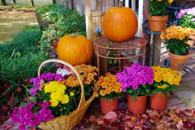Piante e fiori di ottobre: un’utile mini guida