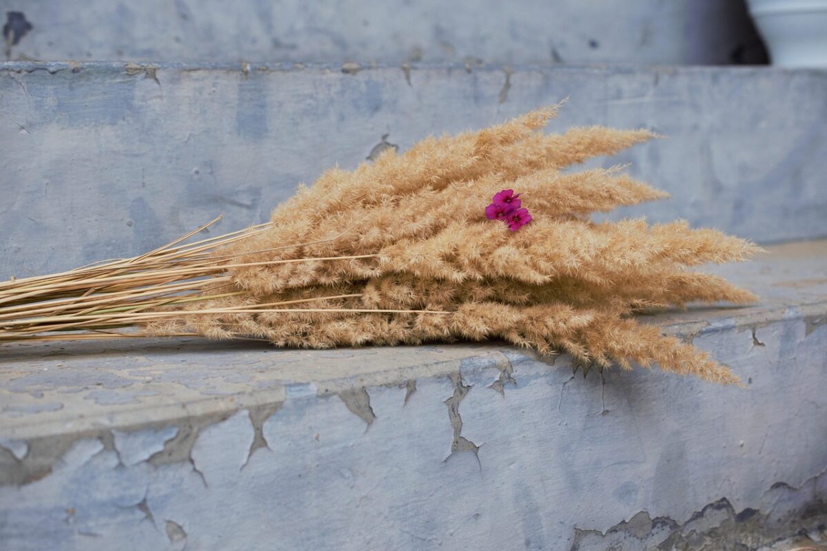 Pampas Pampas