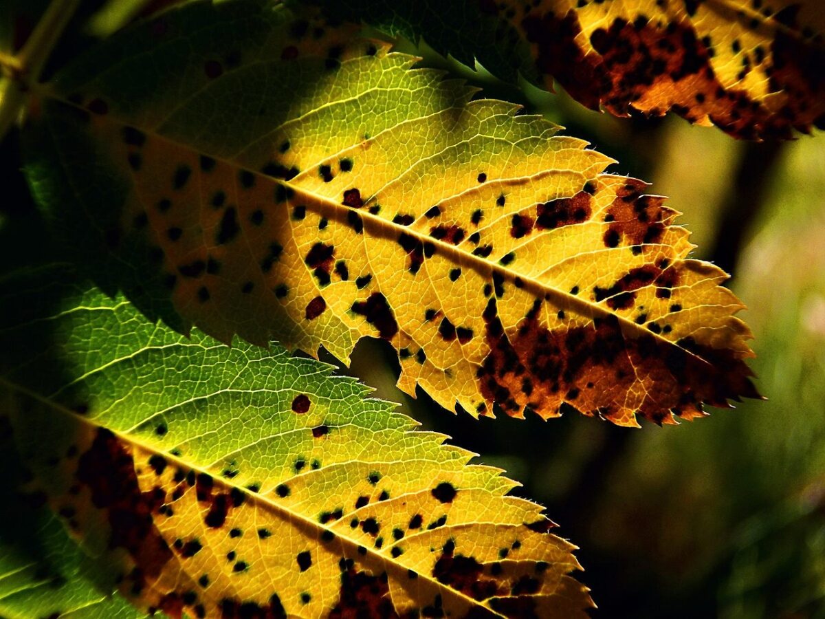 Peronospora Peronospora