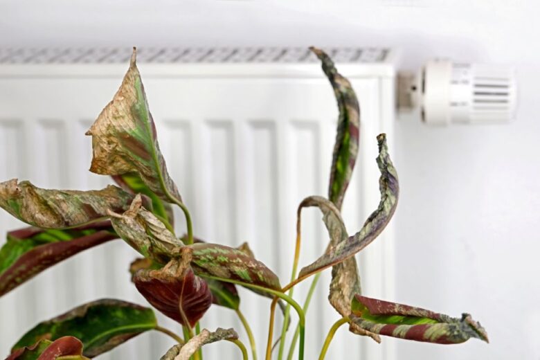 Calathea avvizzita davanti a termosifone in casa
