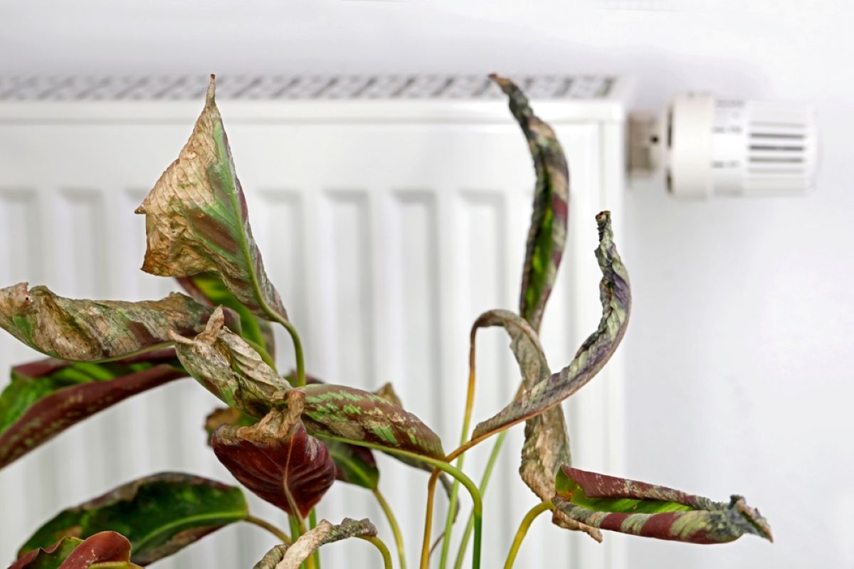 Calathea avvizzita davanti a termosifone in casa Calathea avvizzita davanti a termosifone in casa