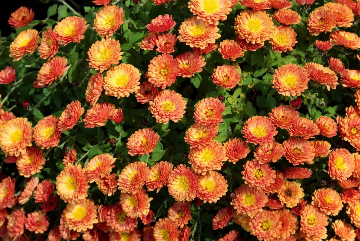 crisantemi-arancione-fiori-autunno crisantemi-arancione-fiori-autunno