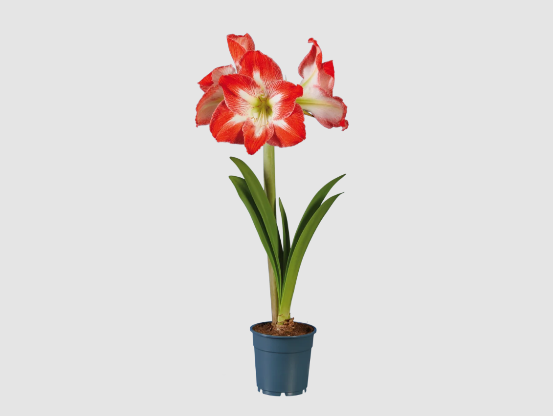 Amaryllis Amaryllis