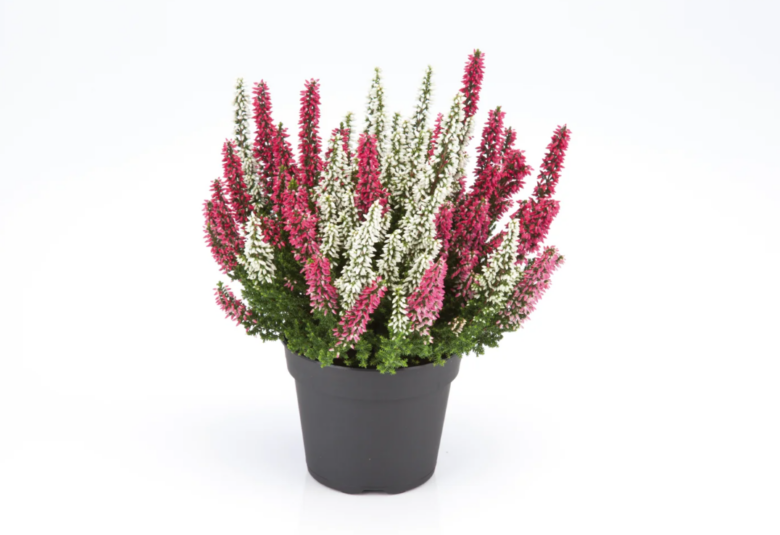 Calluna Vulgaris
