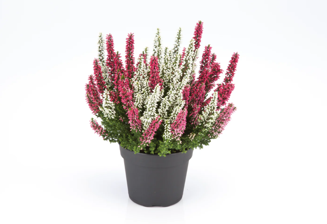 Calluna Vulgaris Calluna Vulgaris