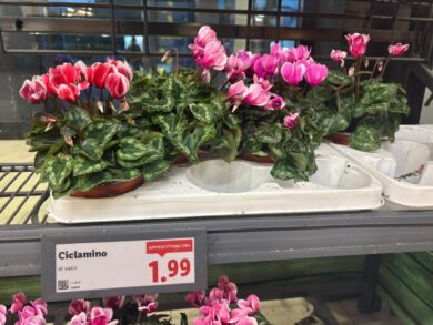 Ciclamini a 1,99 euro da LIDL: il segreto per mantenerli belli e fioriti anche con il freddo