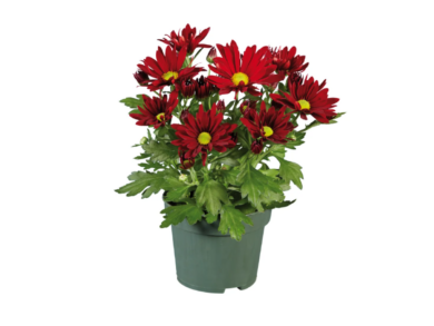 Nuove piante LIDL da 1,79€: le varietà più belle d’autunno per casa e balcone