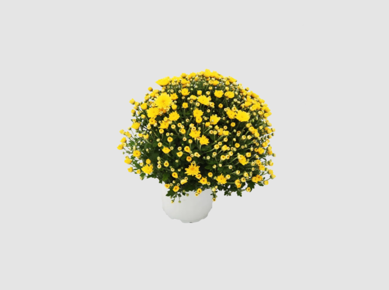Crisantemo giallo