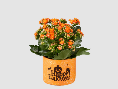 Non le solite decorazioni di Halloween: LIDL punta sulle piante che puoi tenere tutto l’autunno