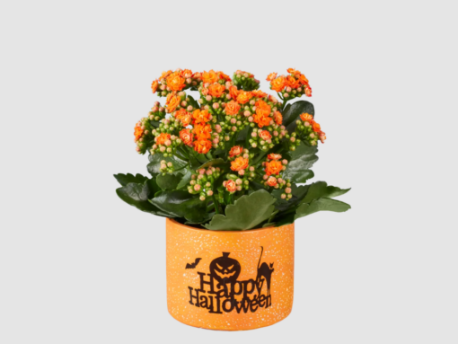 Non le solite decorazioni di Halloween: LIDL punta sulle piante che puoi tenere tutto l’autunno