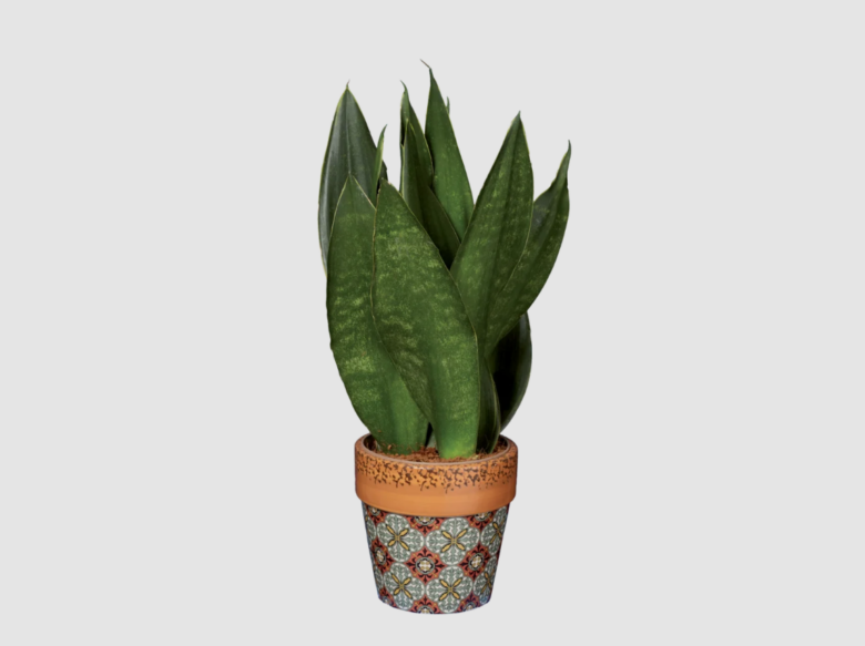 Sansevieria
