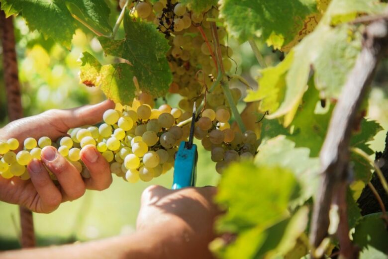 Uomo raccoglie uva dalla vigna