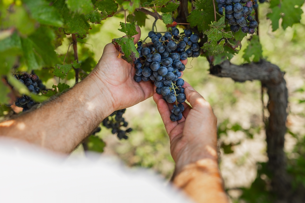 Uomo raccoglie uva dalla vigna
