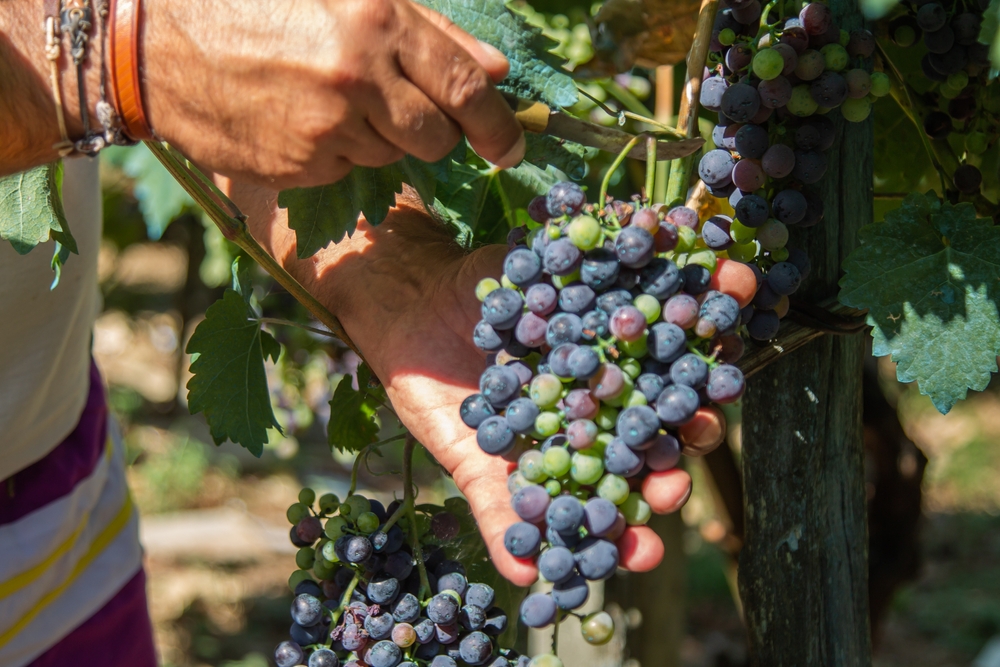 Uomo raccoglie uva dalla vigna